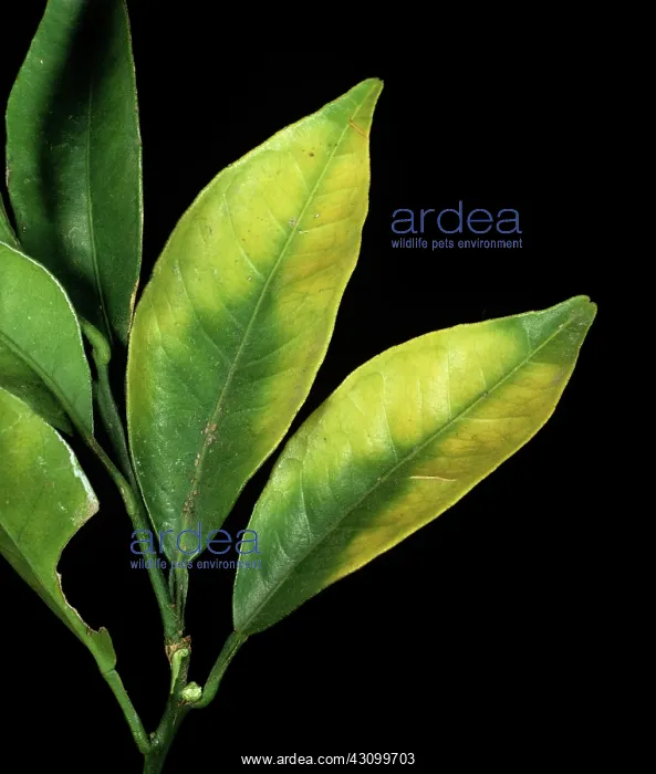 : Orange leaves with chlorosis : Orange leaves with chlorosis