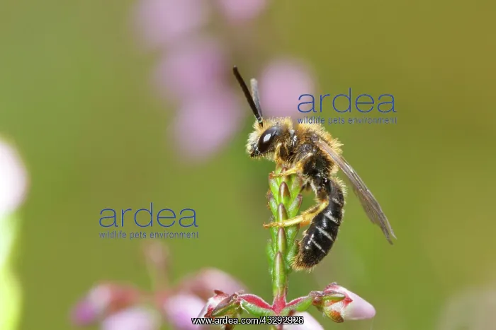 : Orange-legged Furrow-bee (Halictus rubicundus) adult : Orange-legged Furrow-bee (Halictus rubicundus) adult