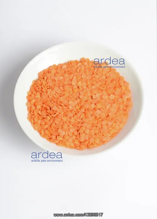 : Orange Lentils : Orange Lentils