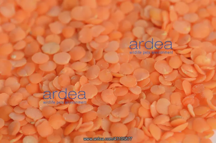 : Orange Lentils : Orange Lentils