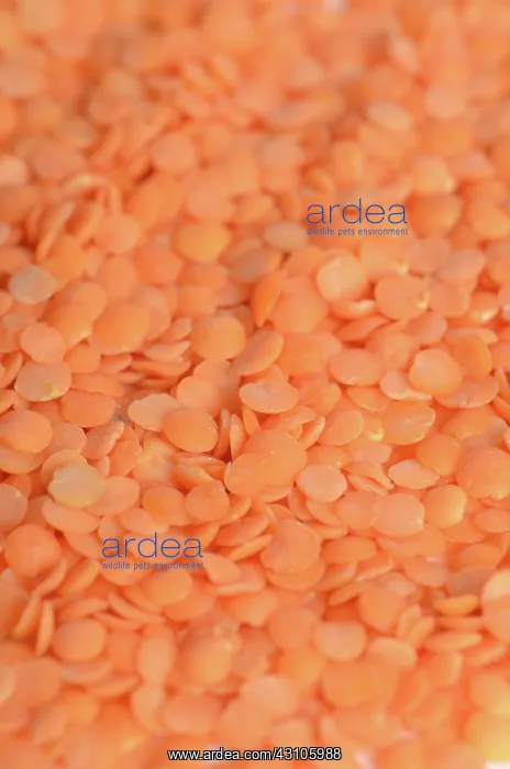 : Orange Lentils : Orange Lentils