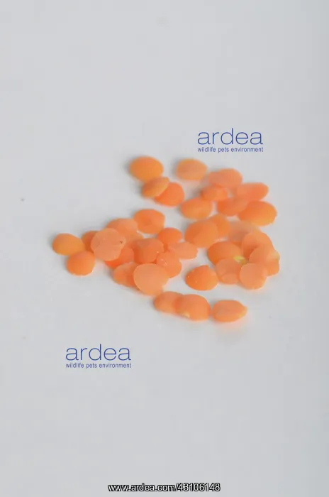 : Orange Lentils : Orange Lentils
