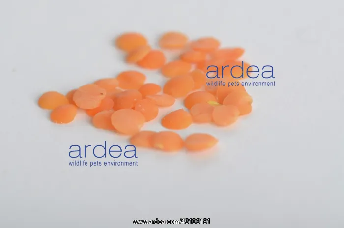  : Orange Lentils