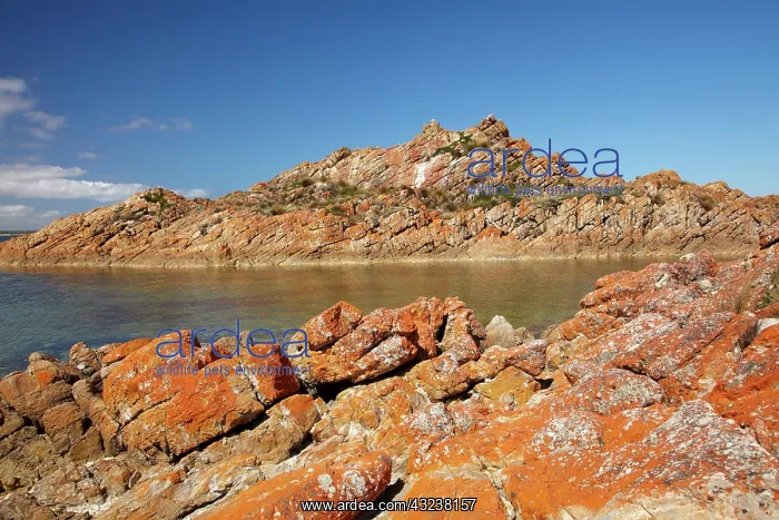 : Orange Lichen on Rocks, West Point, North : Orange Lichen on Rocks, West Point, North