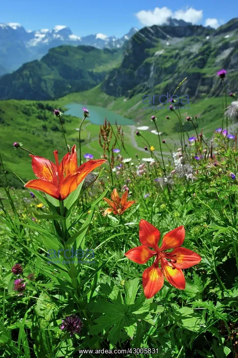 : Orange Lily Fire Lily Tiger Lily : Orange Lily Fire Lily Tiger Lily