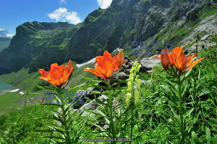 : Orange Lily Fire Lily Tiger Lily : Orange Lily Fire Lily Tiger Lily
