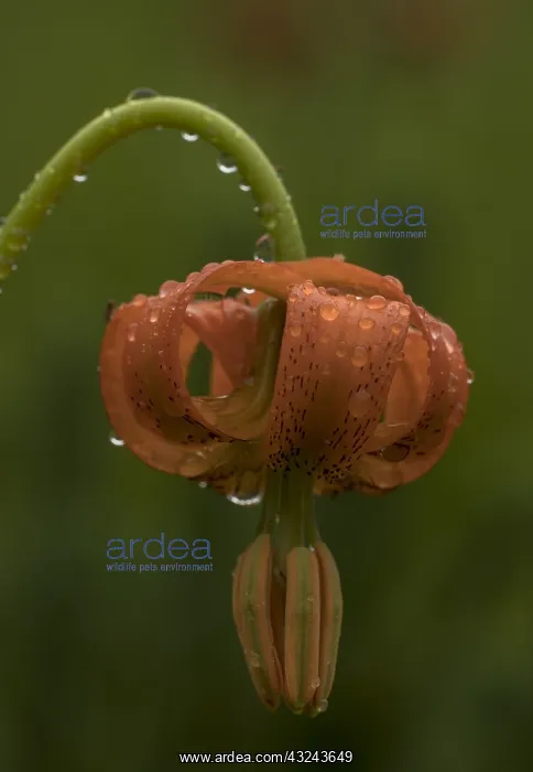 : Orange lily, Lilium carniolicum, in flower after : Orange lily, Lilium carniolicum, in flower after