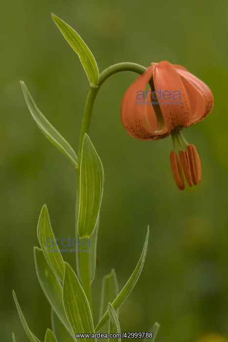 : Orange lily, Lilium carniolicum, in flower in meadow : Orange lily, Lilium carniolicum, in flower in meadow