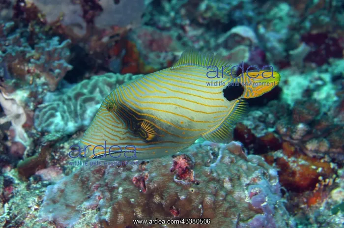 : Orange-lined Triggerfish : Orange-lined Triggerfish