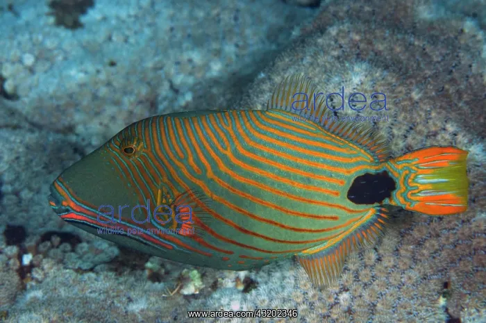 : Orange-lined Triggerfish - Razzle Dazzle dive site : Orange-lined Triggerfish - Razzle Dazzle dive site