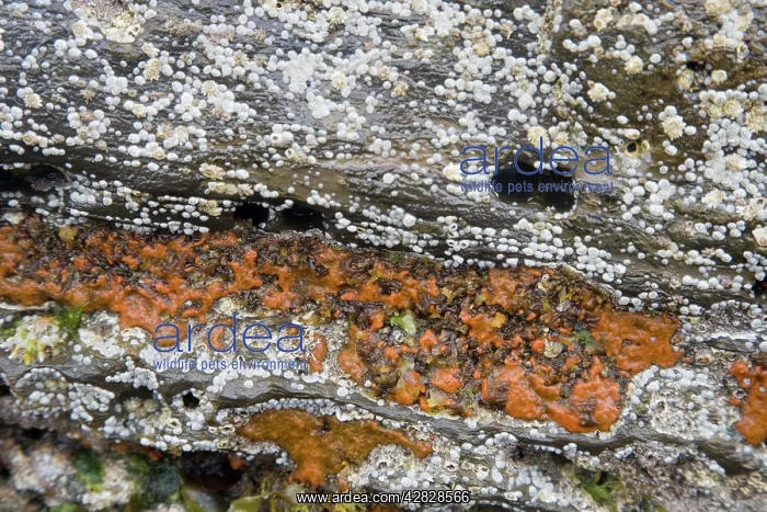 : Orange Mould on rocks exposed at very low tide : Orange Mould on rocks exposed at very low tide