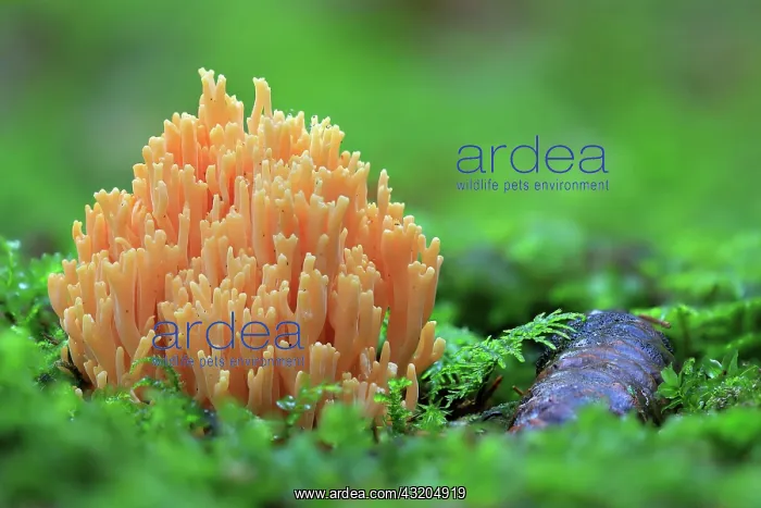 : Orange mountain coral (Ramaria aurea), forest, autumn : Orange mountain coral (Ramaria aurea), forest, autumn