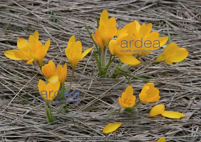 : An orange mountain Crocus on Mt. Menalo : An orange mountain Crocus on Mt. Menalo