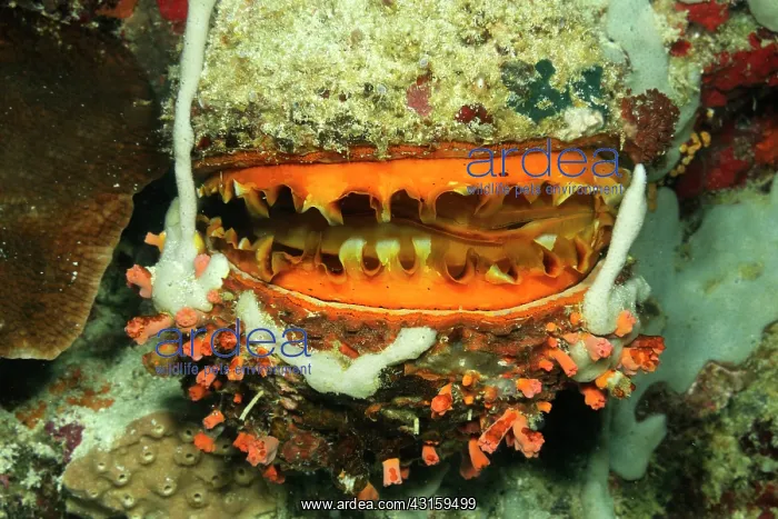 : Orange-mouth Thorny Oyster : Orange-mouth Thorny Oyster