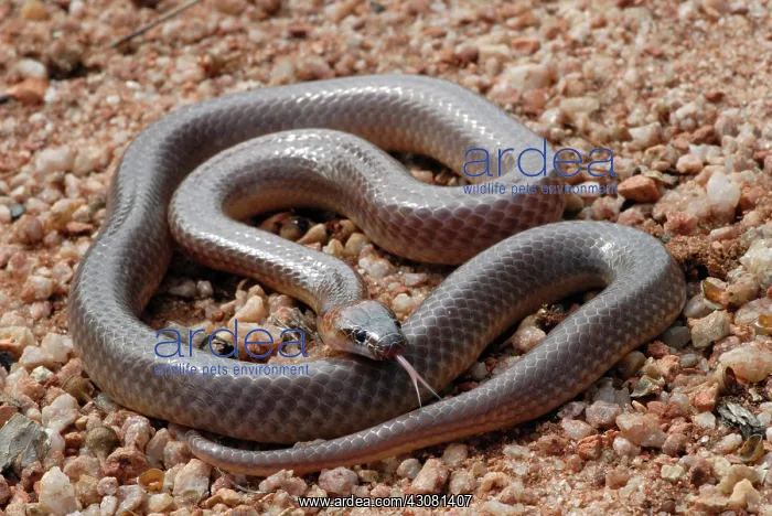 : Orange-naped Snake : Orange-naped Snake