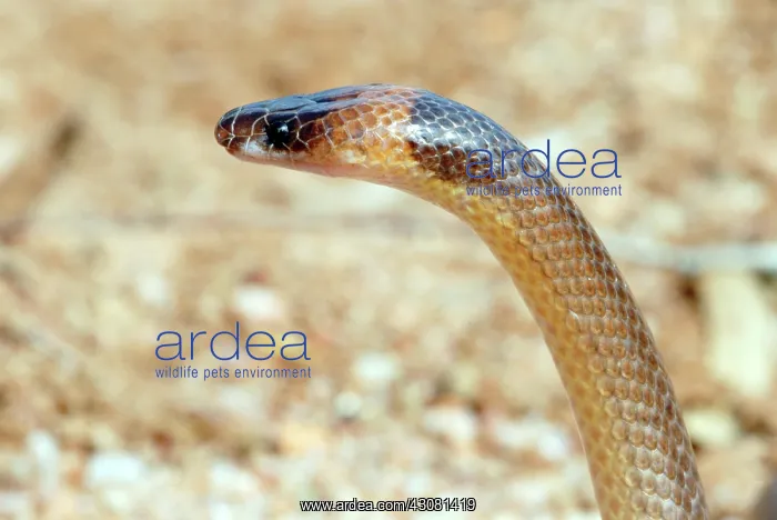 : Orange-naped Snake : Orange-naped Snake