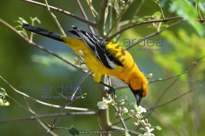 : Orange Oriole (Icterus auratus), eating flowers : Orange Oriole (Icterus auratus), eating flowers