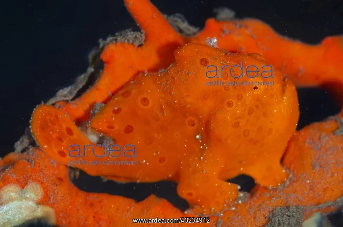 : Orange Painted Frogfish - Batu Niti dive site, Seraya : Orange Painted Frogfish - Batu Niti dive site, Seraya