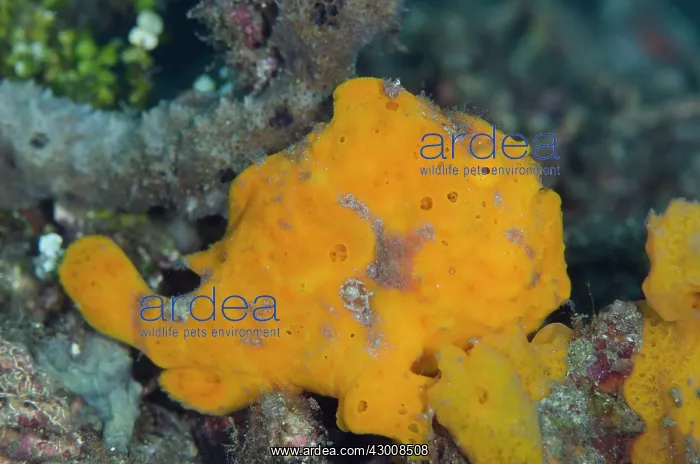 : Orange Painted Frogfish Bianca dive site, Lembeh : Orange Painted Frogfish Bianca dive site, Lembeh