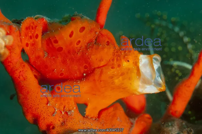 : Orange Painted Frogfish - yawning - Batu Niti dive : Orange Painted Frogfish - yawning - Batu Niti dive