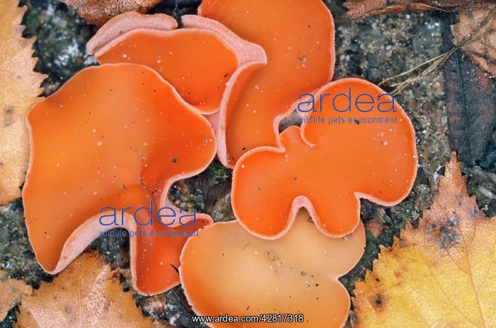 : Orange Peel Fungus : Orange Peel Fungus