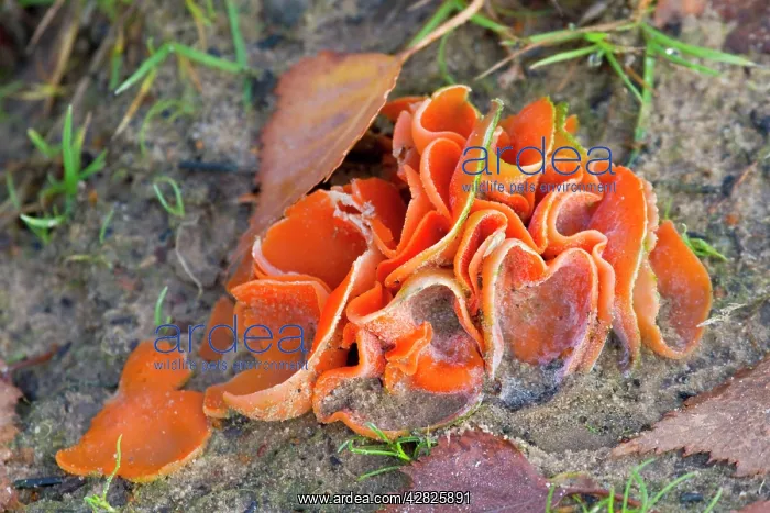 : Orange Peel Fungus : Orange Peel Fungus