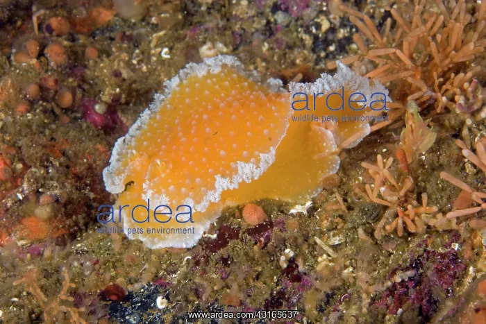: Orange peel nudibranch Tochuina tetraqueta Alaska Unites Sta : Orange peel nudibranch Tochuina tetraqueta Alaska Unites Sta