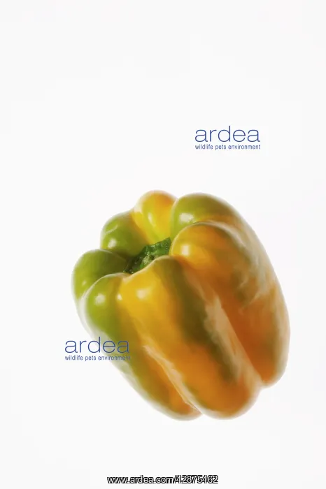  : Orange Pepper