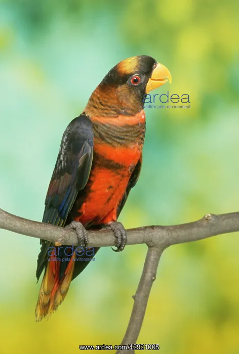 : Orange Phase Dusky Lory : Orange Phase Dusky Lory