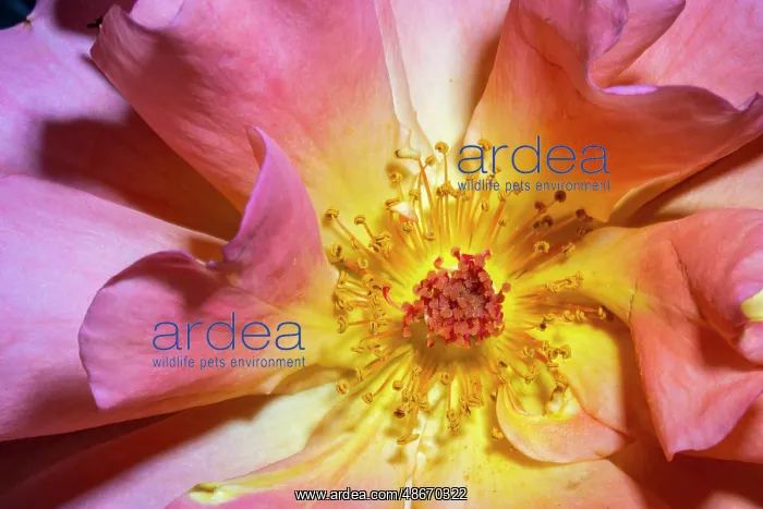 : Orange, pink, yellow rose : Orange, pink, yellow rose