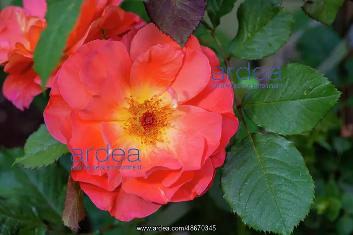 : Orange, pink, yellow rose : Orange, pink, yellow rose