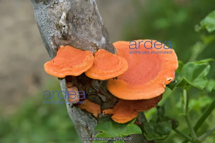 : Orange Polypore bracket Fungus - growing on stem : Orange Polypore bracket Fungus - growing on stem