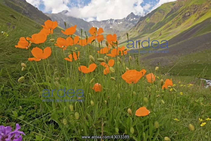 : Orange Poppy Olgunlar Valley, Kaskar, Pontic Alps : Orange Poppy Olgunlar Valley, Kaskar, Pontic Alps