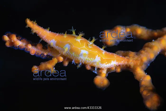 : Orange porcelain, magnificent porcelain wearing : Orange porcelain, magnificent porcelain wearing