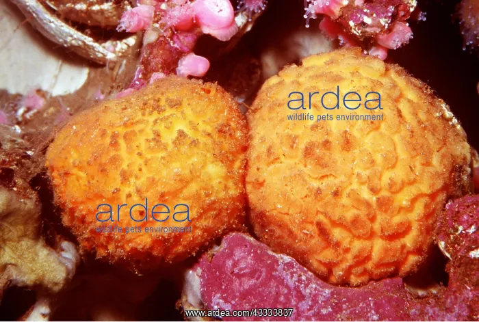 : Orange Puffball Sponge : Orange Puffball Sponge