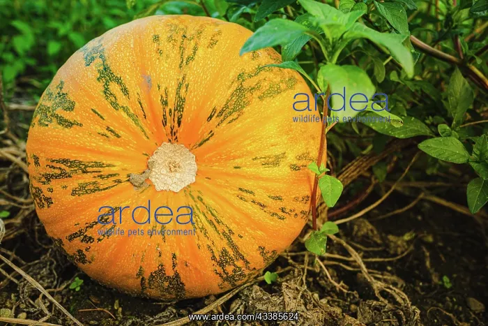 : Orange pumpkin sitting in field in grass closeup : Orange pumpkin sitting in field in grass closeup