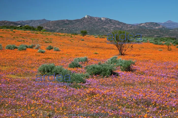 : Orange purple blossoms in Namaqua National : Orange purple blossoms in Namaqua National