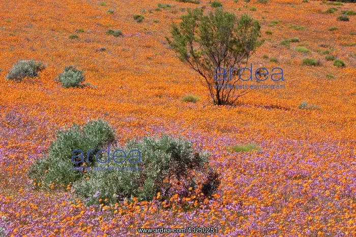 : Orange and purple blossoms in Namaqua National : Orange and purple blossoms in Namaqua National