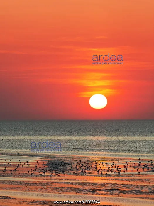 : Orange-red sunset over the North Sea, Duhnen, Cuxhaven : Orange-red sunset over the North Sea, Duhnen, Cuxhaven