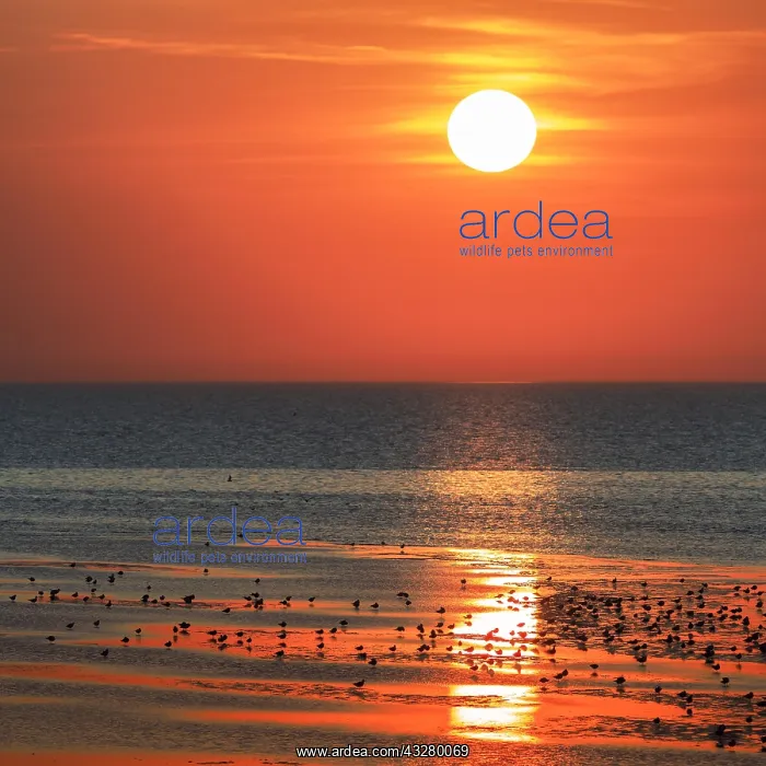: Orange-red sunset over the North Sea, Duhnen, Cuxhaven : Orange-red sunset over the North Sea, Duhnen, Cuxhaven