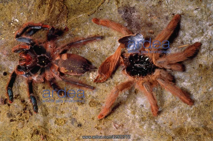 : Orange / Red Treespider Bird-eating or Tarantula Spider : Orange / Red Treespider Bird-eating or Tarantula Spider