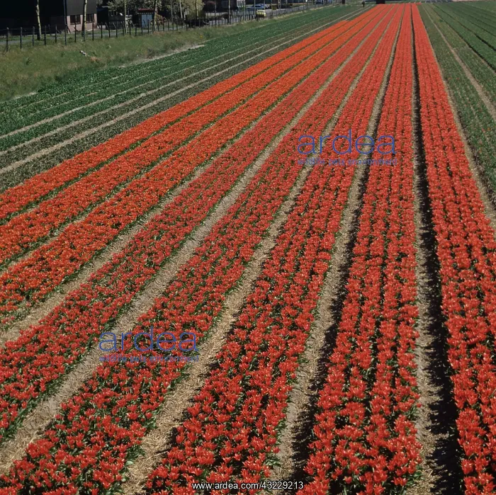 : Orange-red Tulips (Tulipa sp.) : Orange-red Tulips (Tulipa sp.)