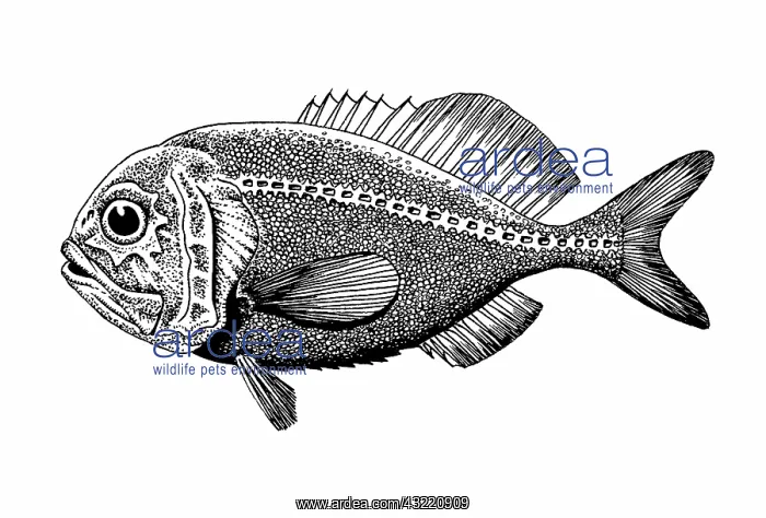 : Orange Roughy : Orange Roughy