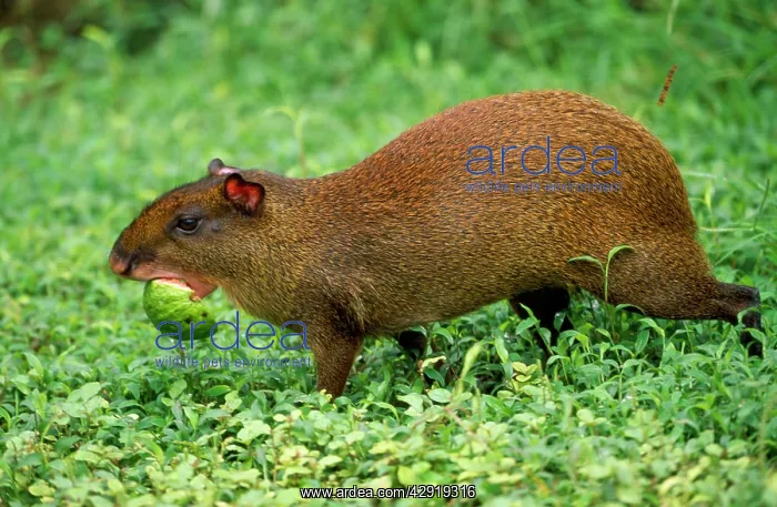 : Orange-rumped / Red-rumped Agouti - carrying fruit : Orange-rumped / Red-rumped Agouti - carrying fruit