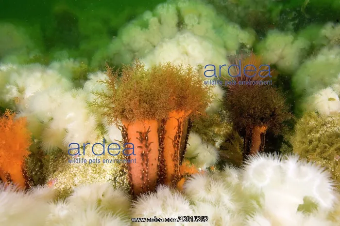 : Orange sea cucumber Cucumaria miniata and anemone Metridium : Orange sea cucumber Cucumaria miniata and anemone Metridium