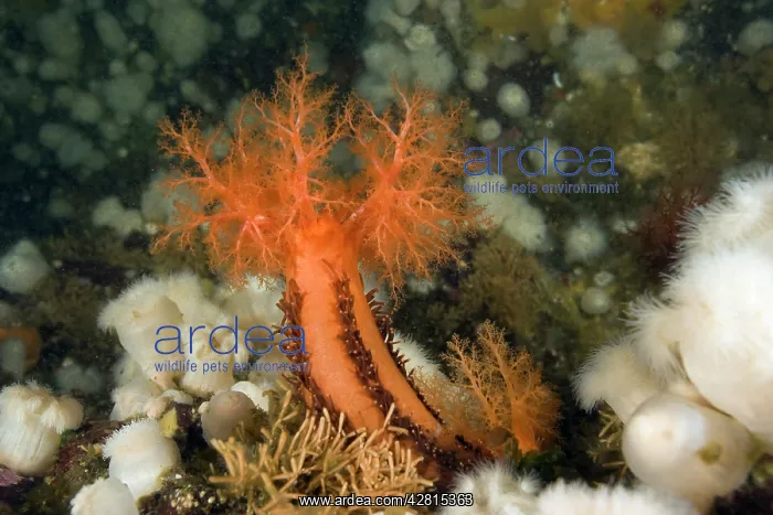 : Orange sea cucumber Cucumaria miniata and anemone Metridium : Orange sea cucumber Cucumaria miniata and anemone Metridium