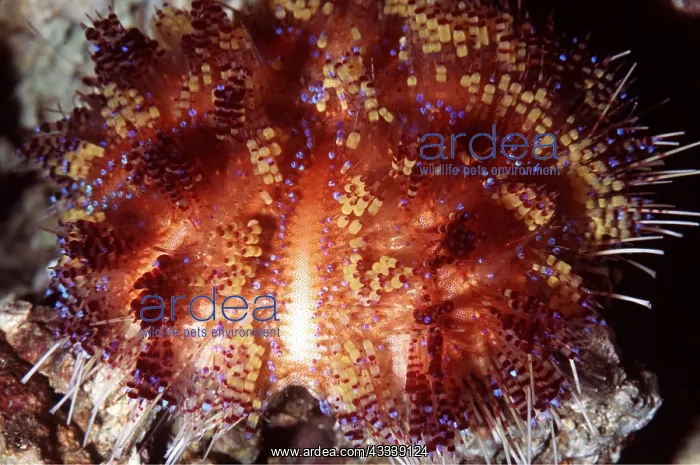 : ORANGE SEA URCHIN - highly venomous : ORANGE SEA URCHIN - highly venomous