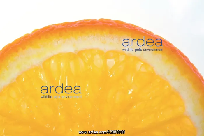  : Orange slice