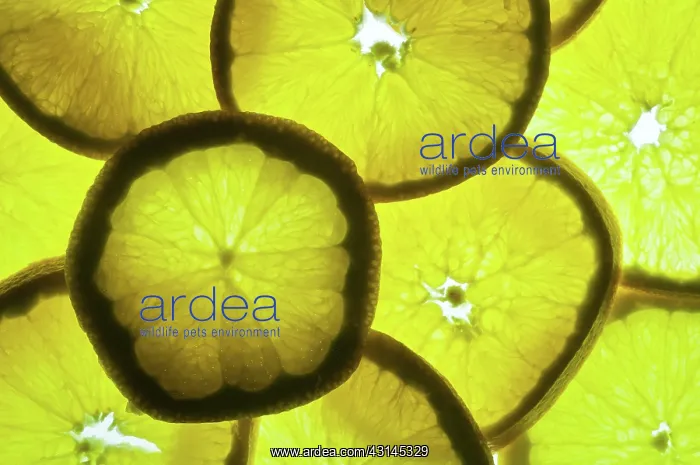  : Orange Slices