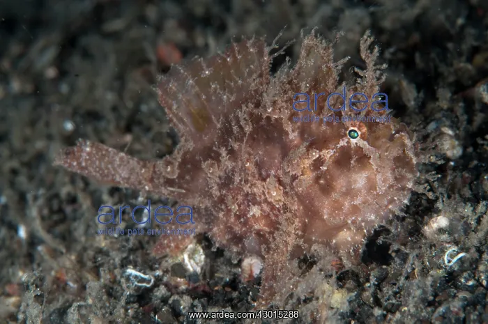  : Orange Spotfin Frogfish